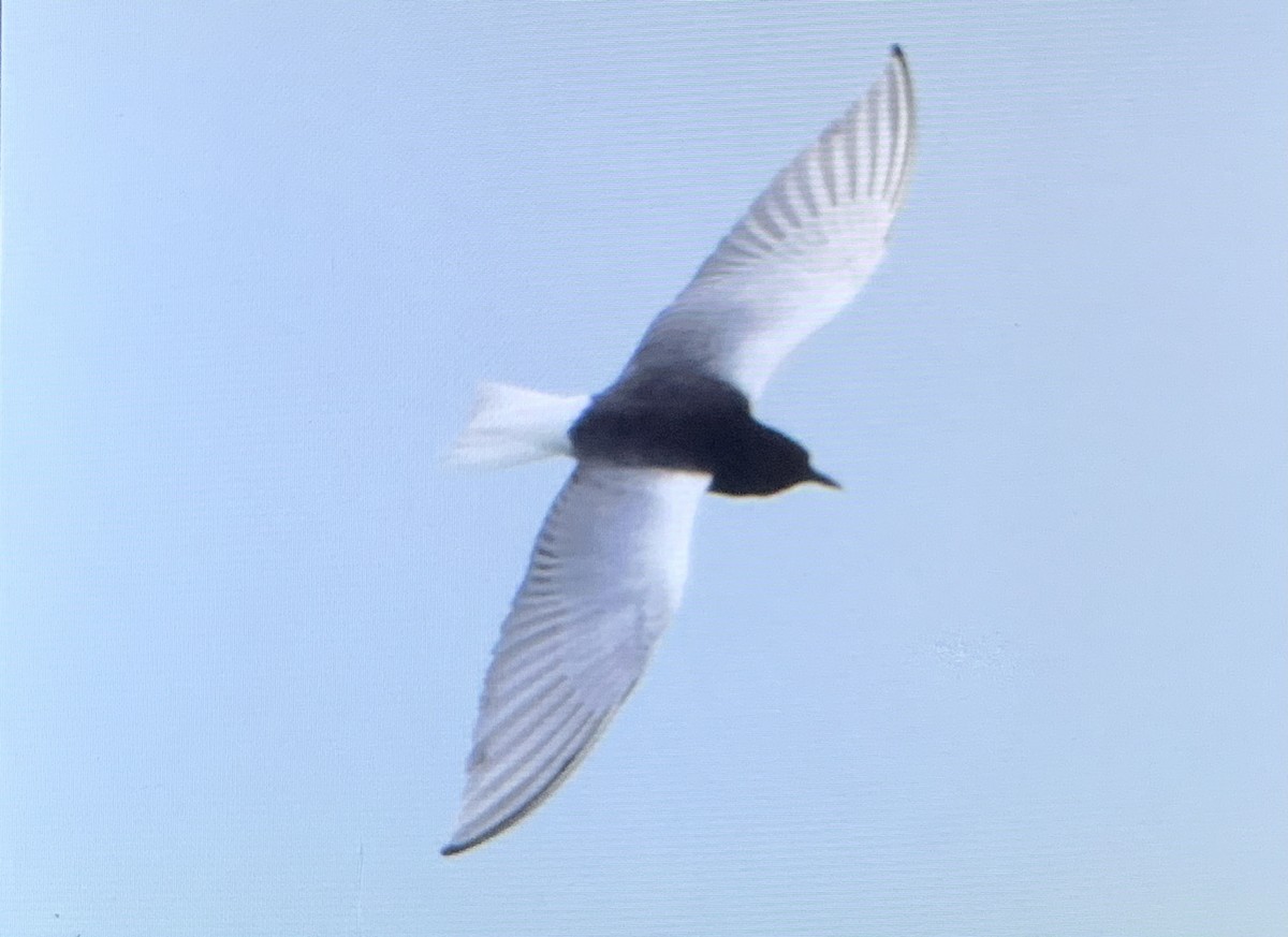 White-winged Tern - ML615940607