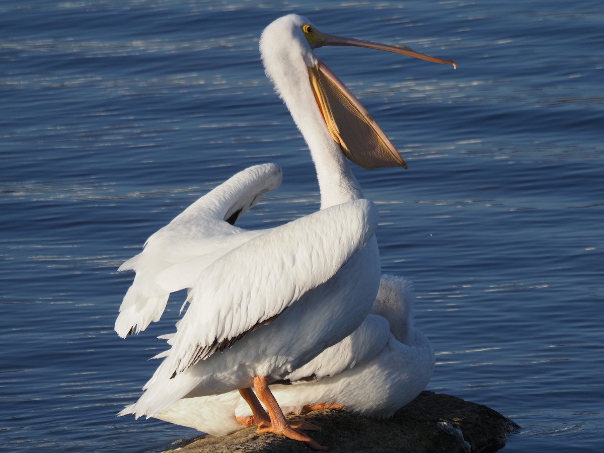 American White Pelican - Kenner Dull