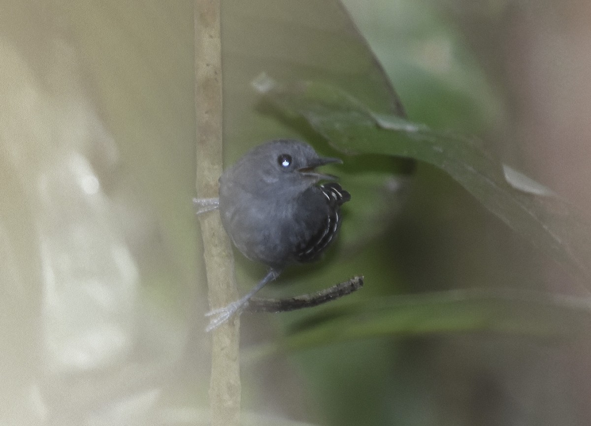 Plain-throated Antwren - Annie Meyer