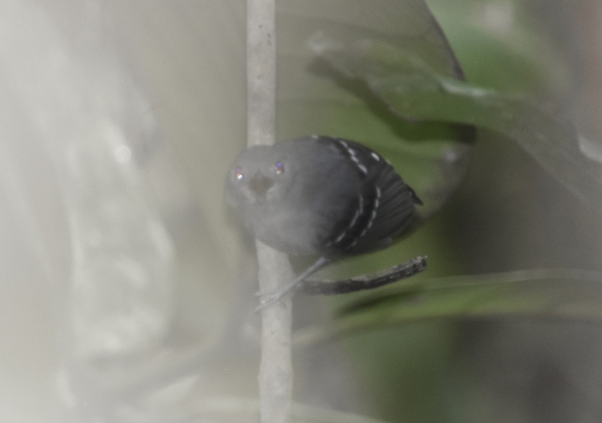 Plain-throated Antwren - Annie Meyer