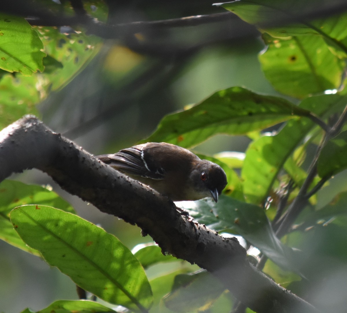Black-tailed Antbird - Bill Tweit