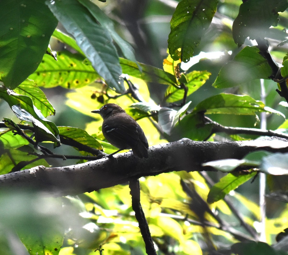 Black-tailed Antbird - Bill Tweit