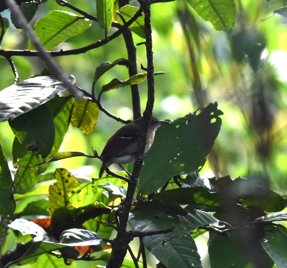 Black-tailed Antbird - Bill Tweit