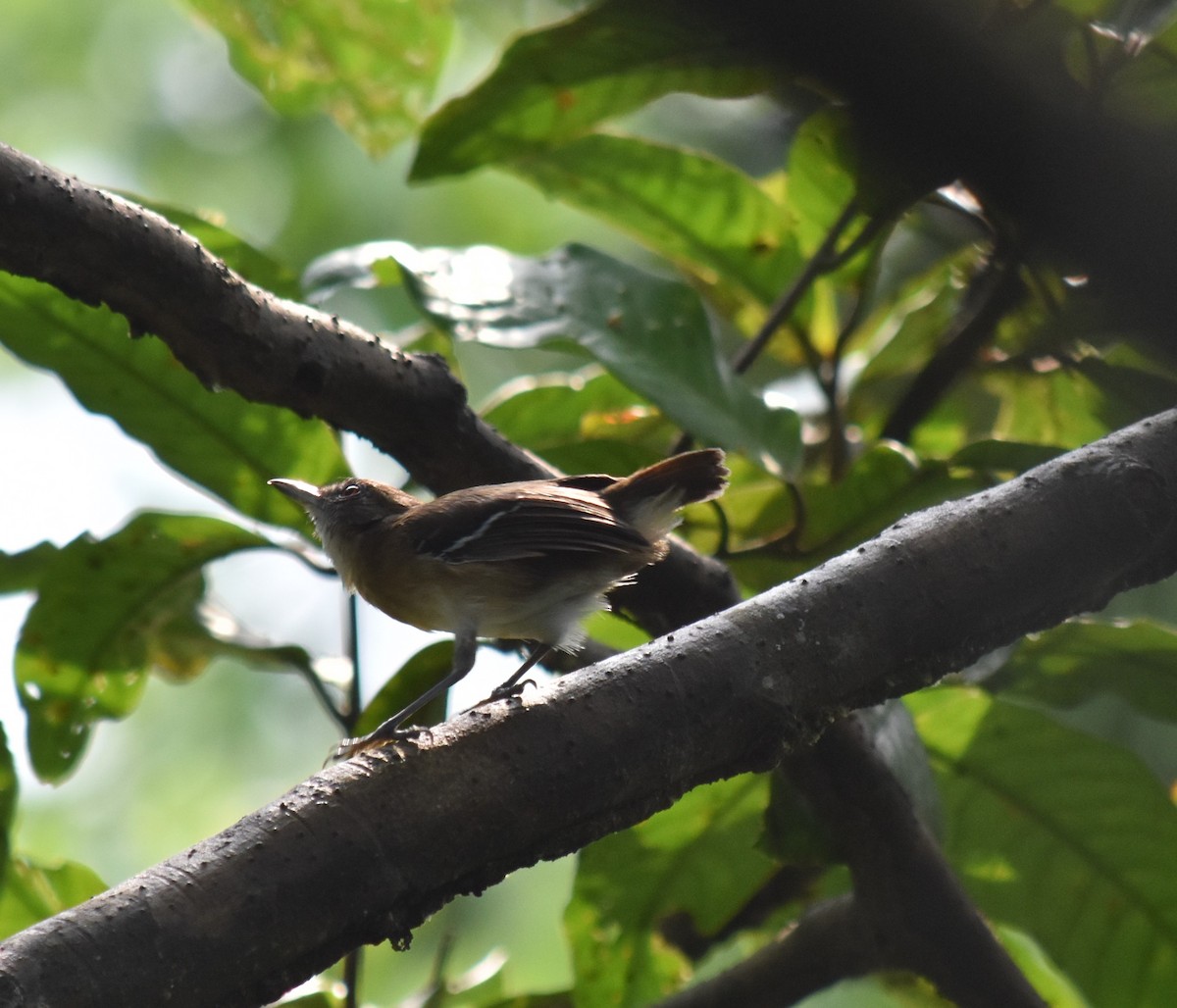 Black-tailed Antbird - Bill Tweit