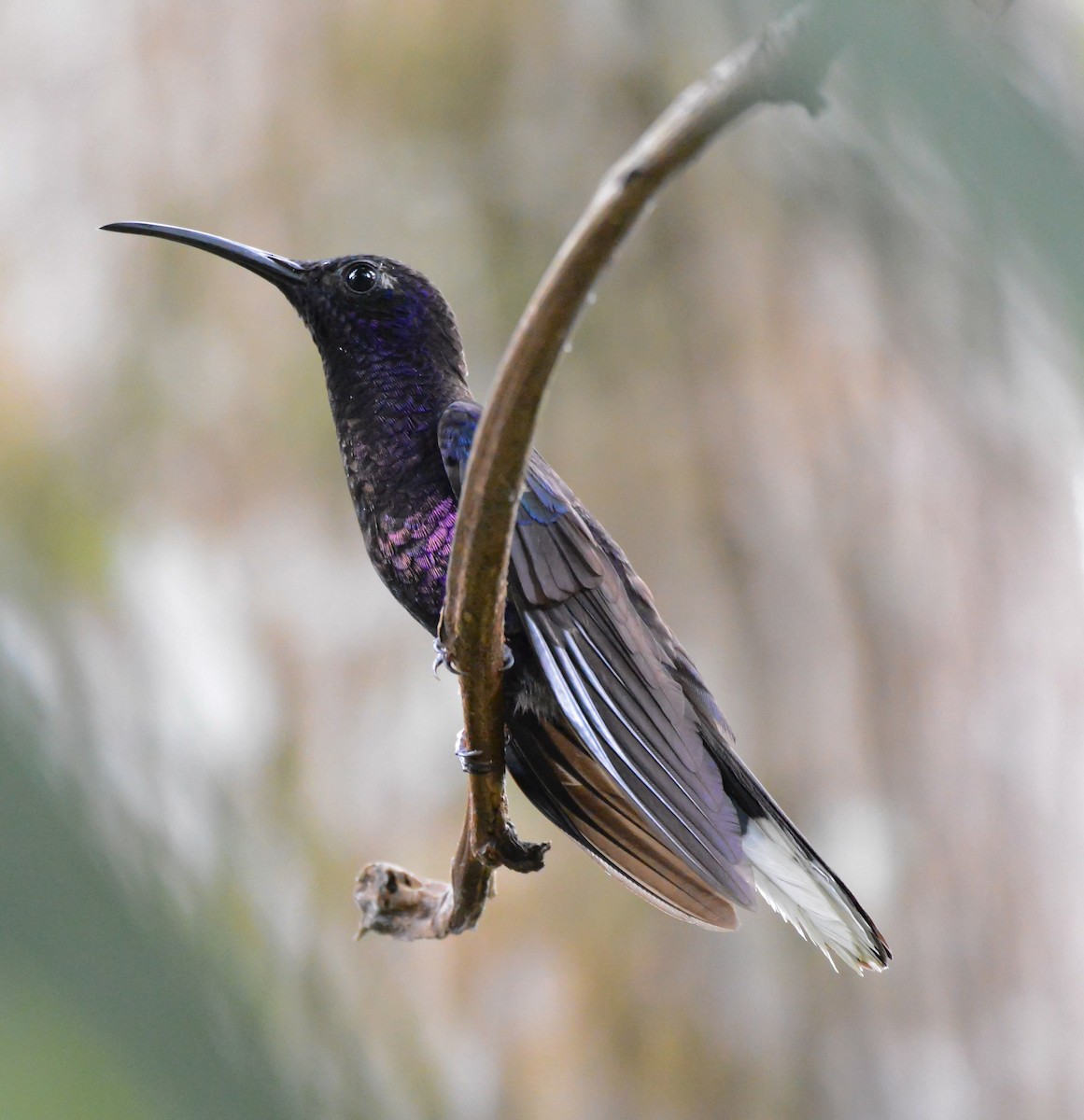 Colibrí Morado - ML615940687