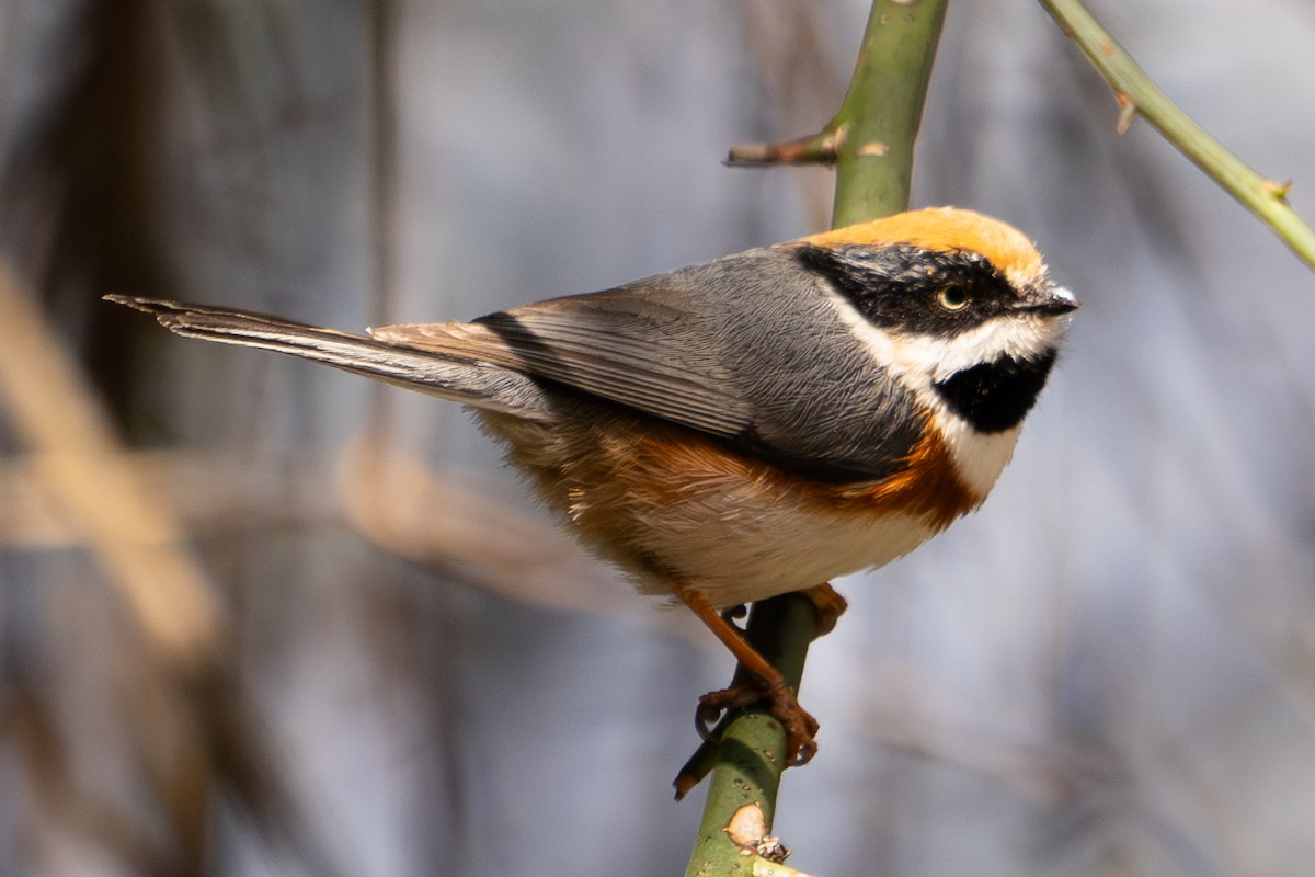 Black-throated Tit - ML615940718