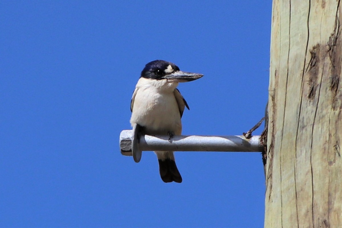 Forest Kingfisher - ML615940776