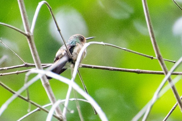 Short-crested Coquette - michael carmody