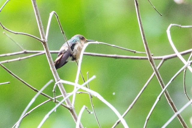 Short-crested Coquette - michael carmody