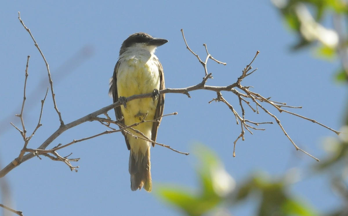 Dickschnabel-Königstyrann - ML615940860