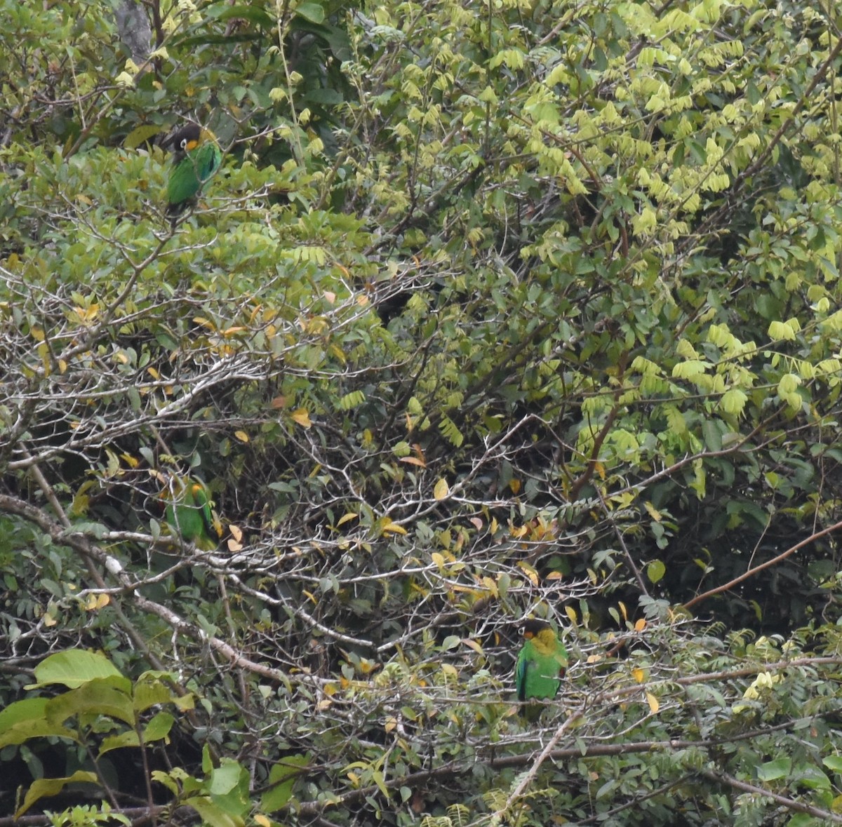 Orange-cheeked Parrot - ML615940863