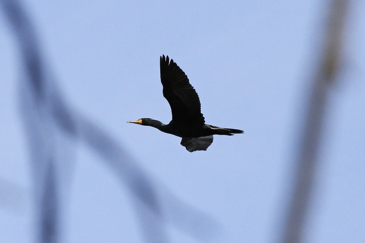 Double-crested Cormorant - Edith Auchter