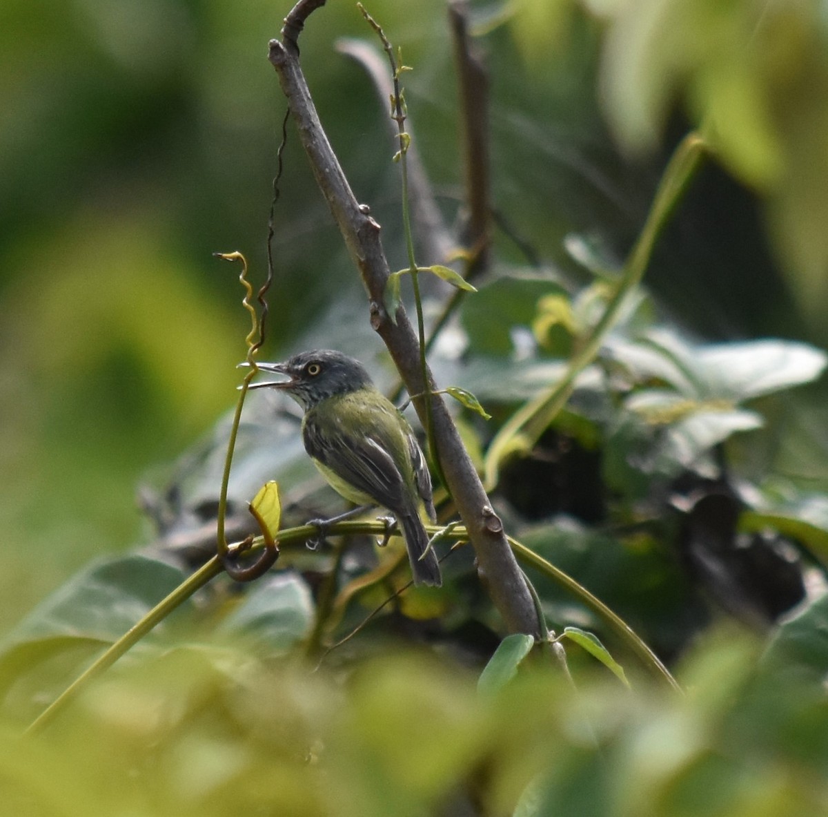 Spotted Tody-Flycatcher - Bill Tweit