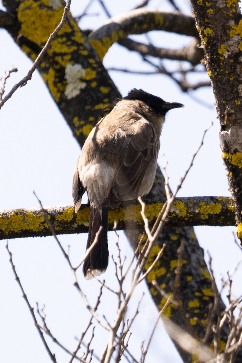 Bulbul cul-d'or - ML615940954