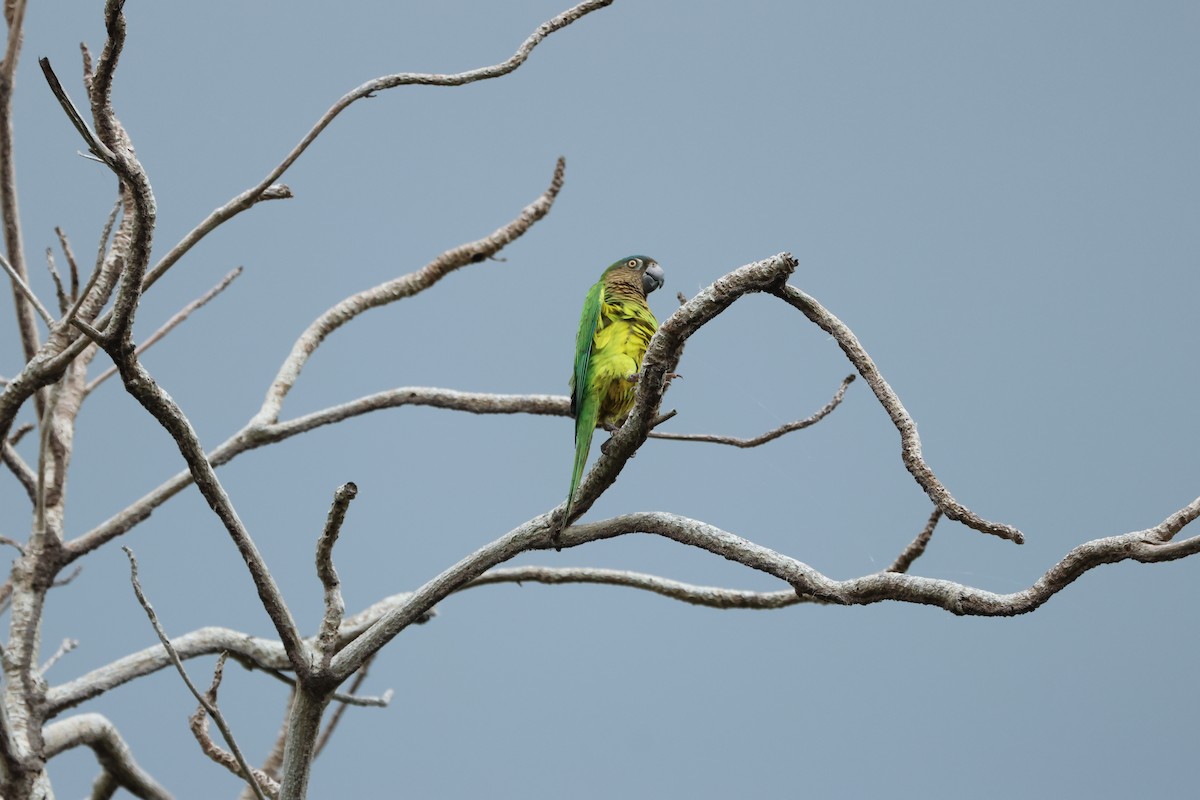 Brown-throated Parakeet (Brown-throated) - ML615940979