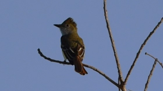 Great Crested Flycatcher - ML615941023