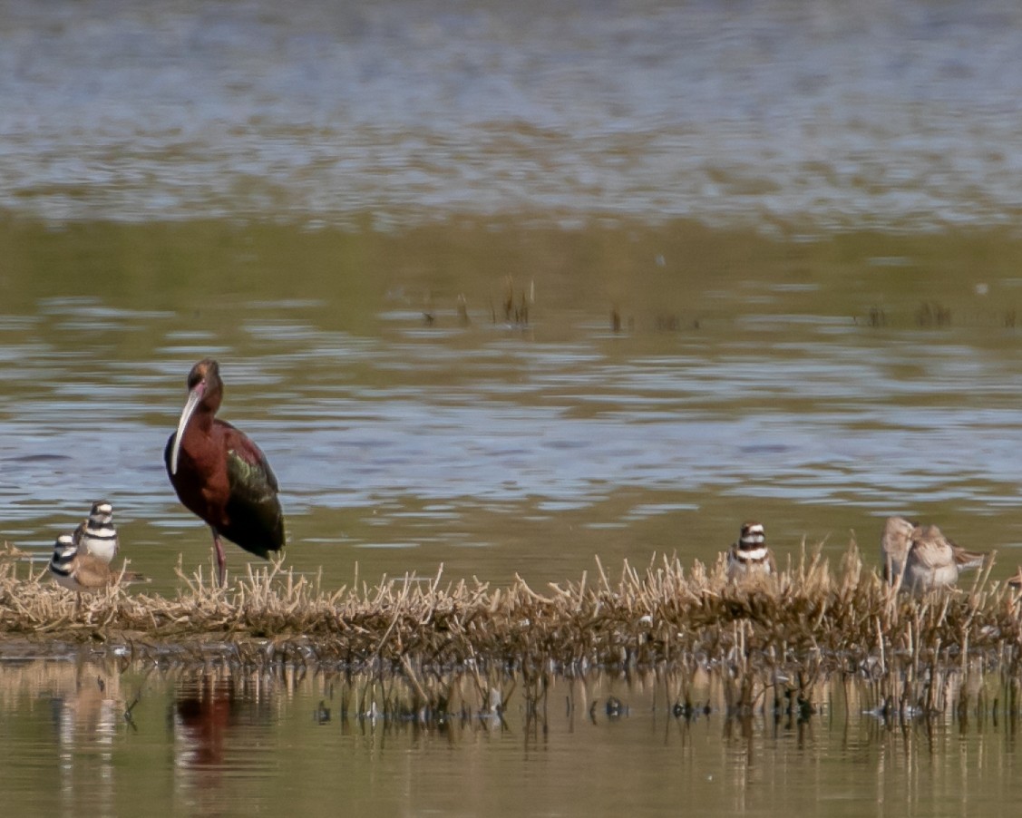 White-faced Ibis - Chris Tosdevin