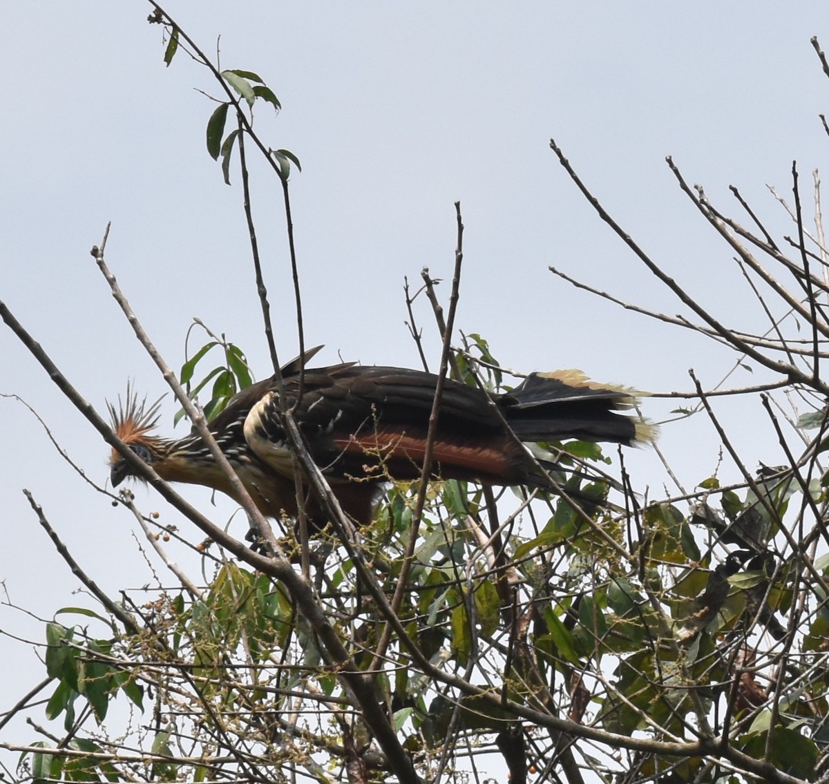 Hoatzin - ML615941066