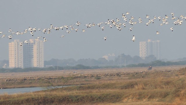 Pied Avocet - ML615941067