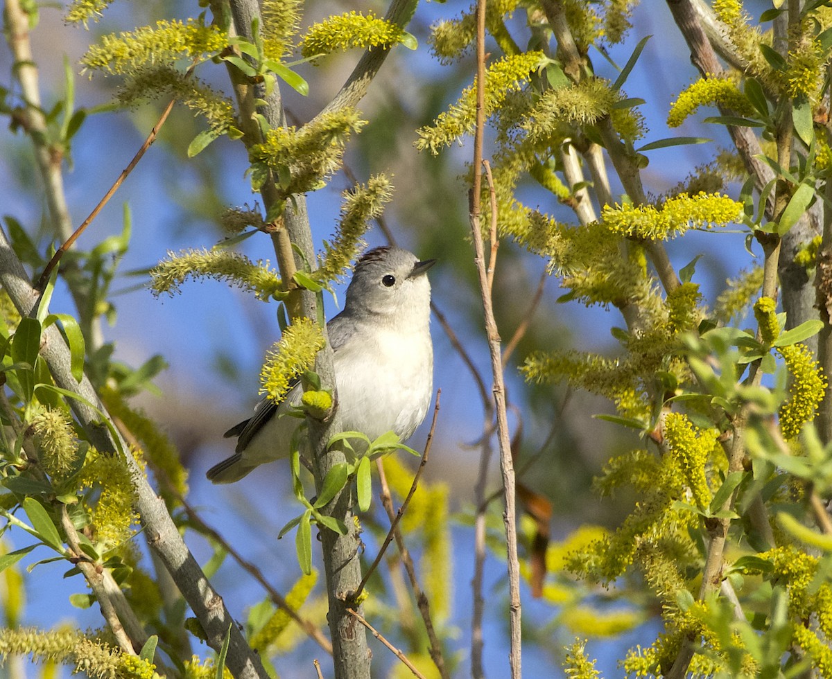 Lucy's Warbler - ML615941073