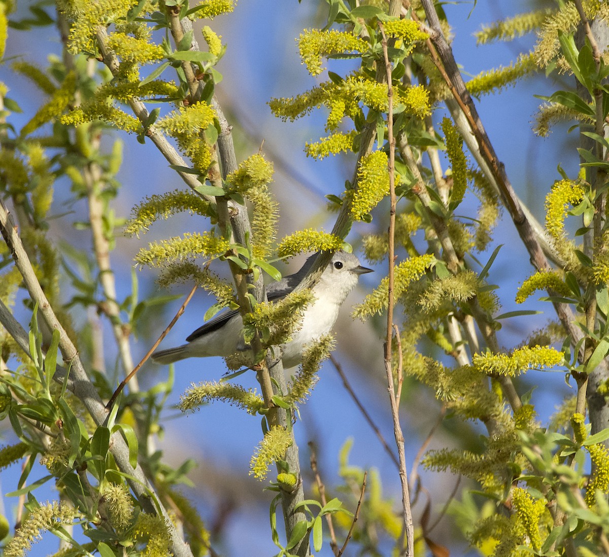 Lucy's Warbler - James Taylor