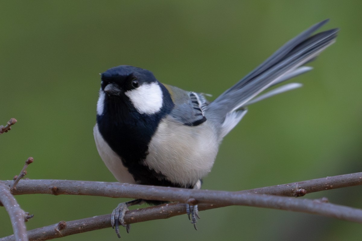 Japanese Tit - ML615941095