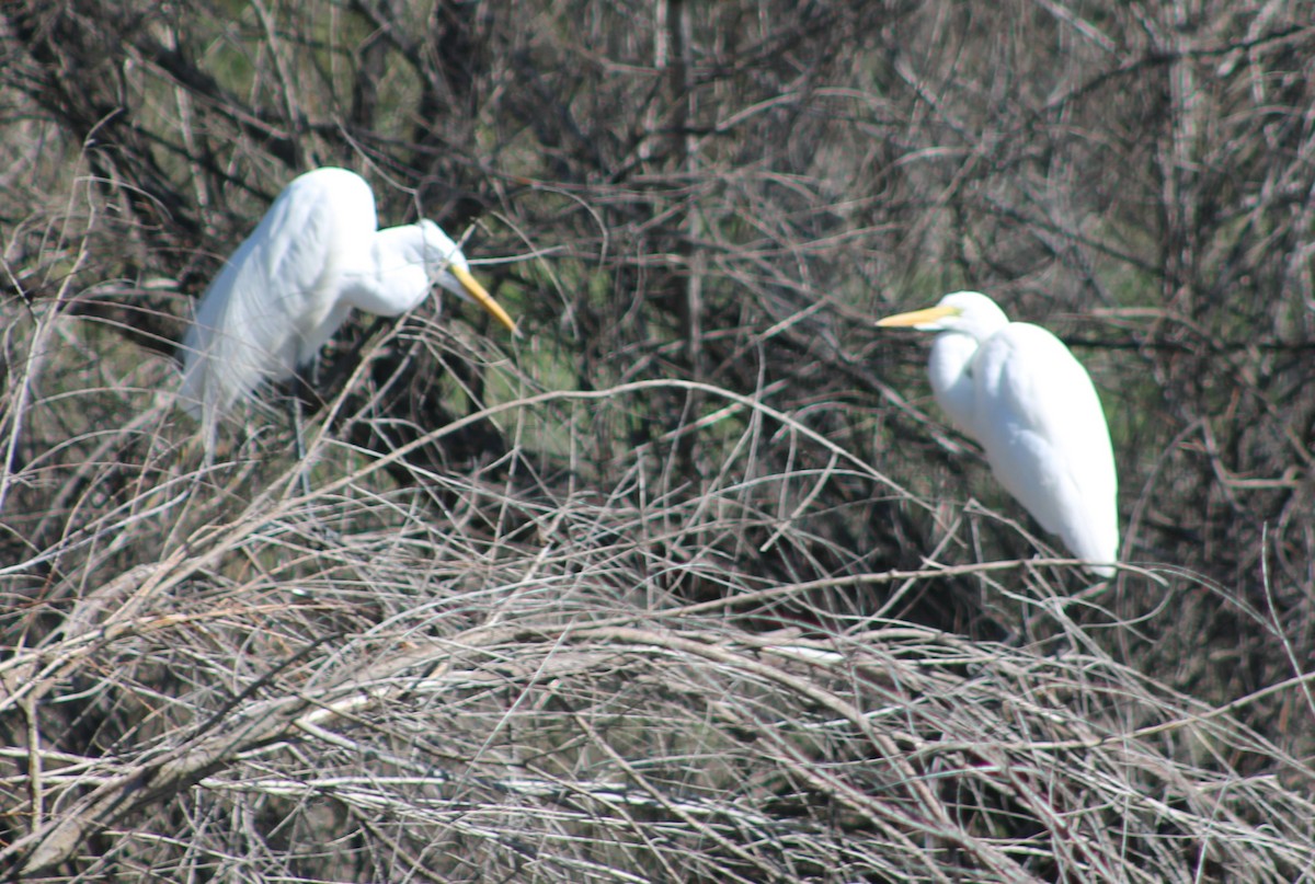 Great Egret - ML615941121