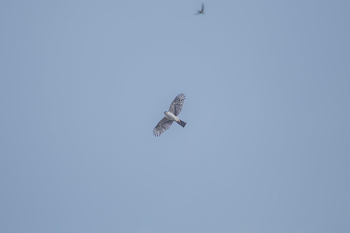 Sharp-shinned Hawk (White-breasted) - ML615941222