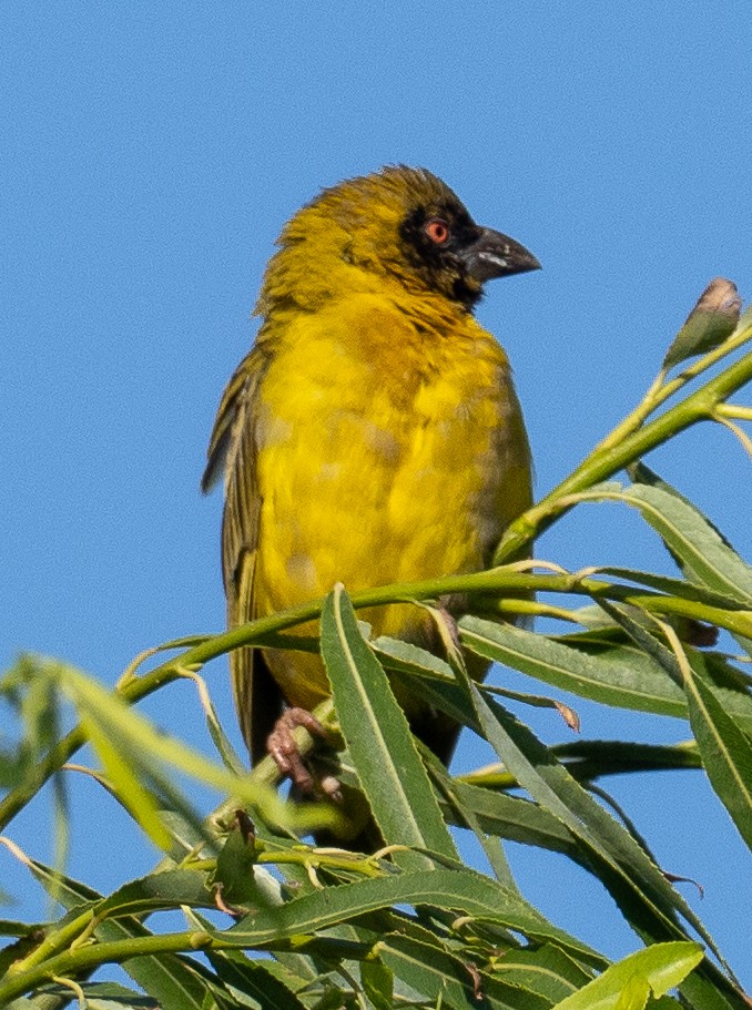 Southern Masked-Weaver - ML615941277