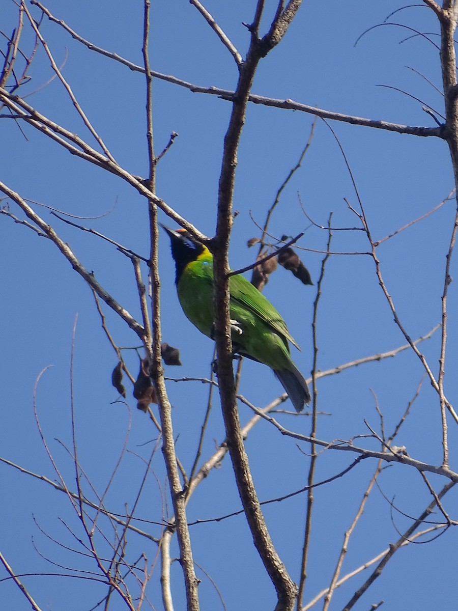 Golden-fronted Leafbird - ML615941285