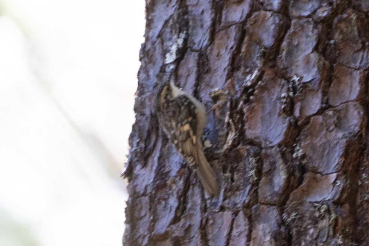 Brown Creeper (albescens/alticola) - ML615941309