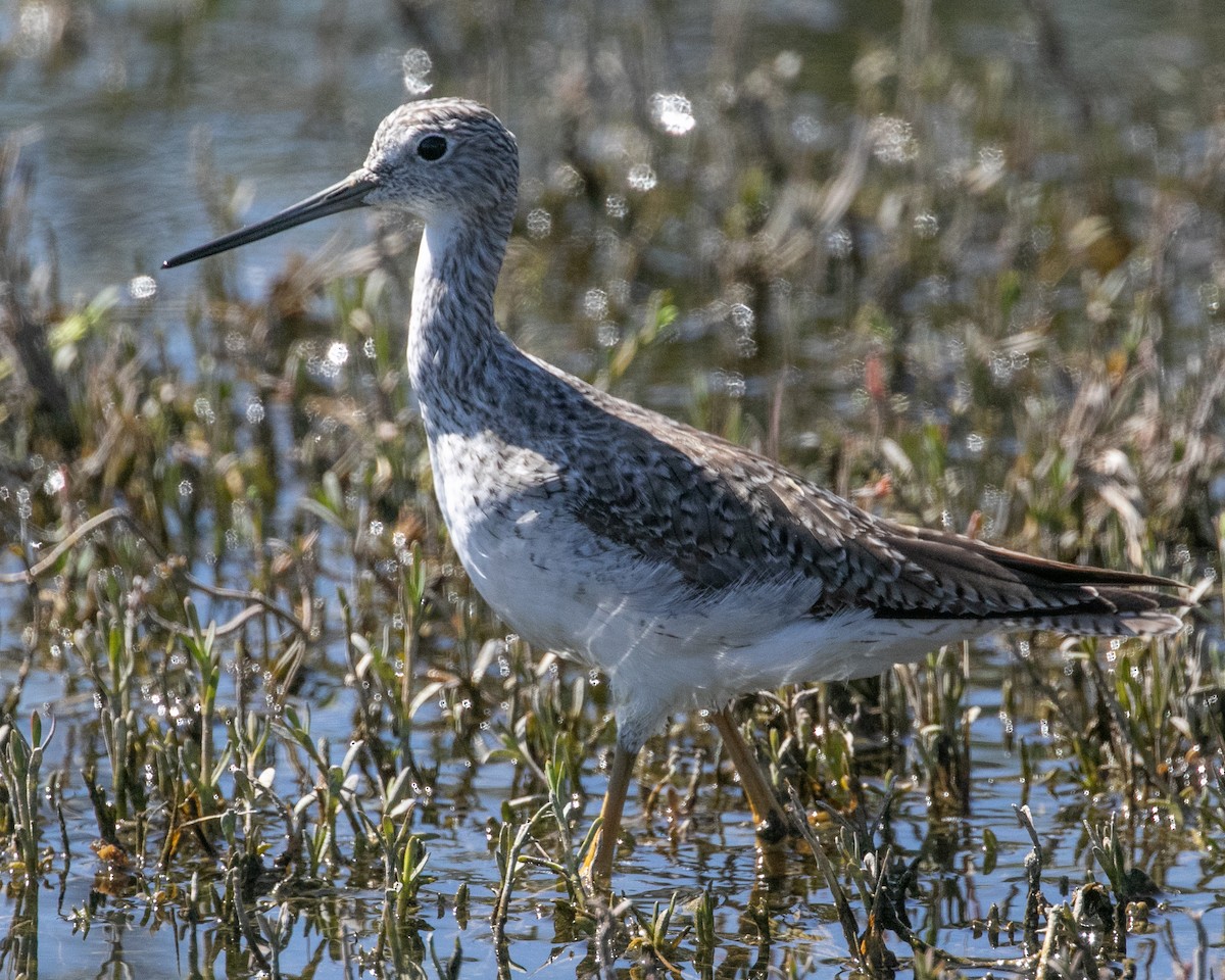 Greater Yellowlegs - Chris Tosdevin