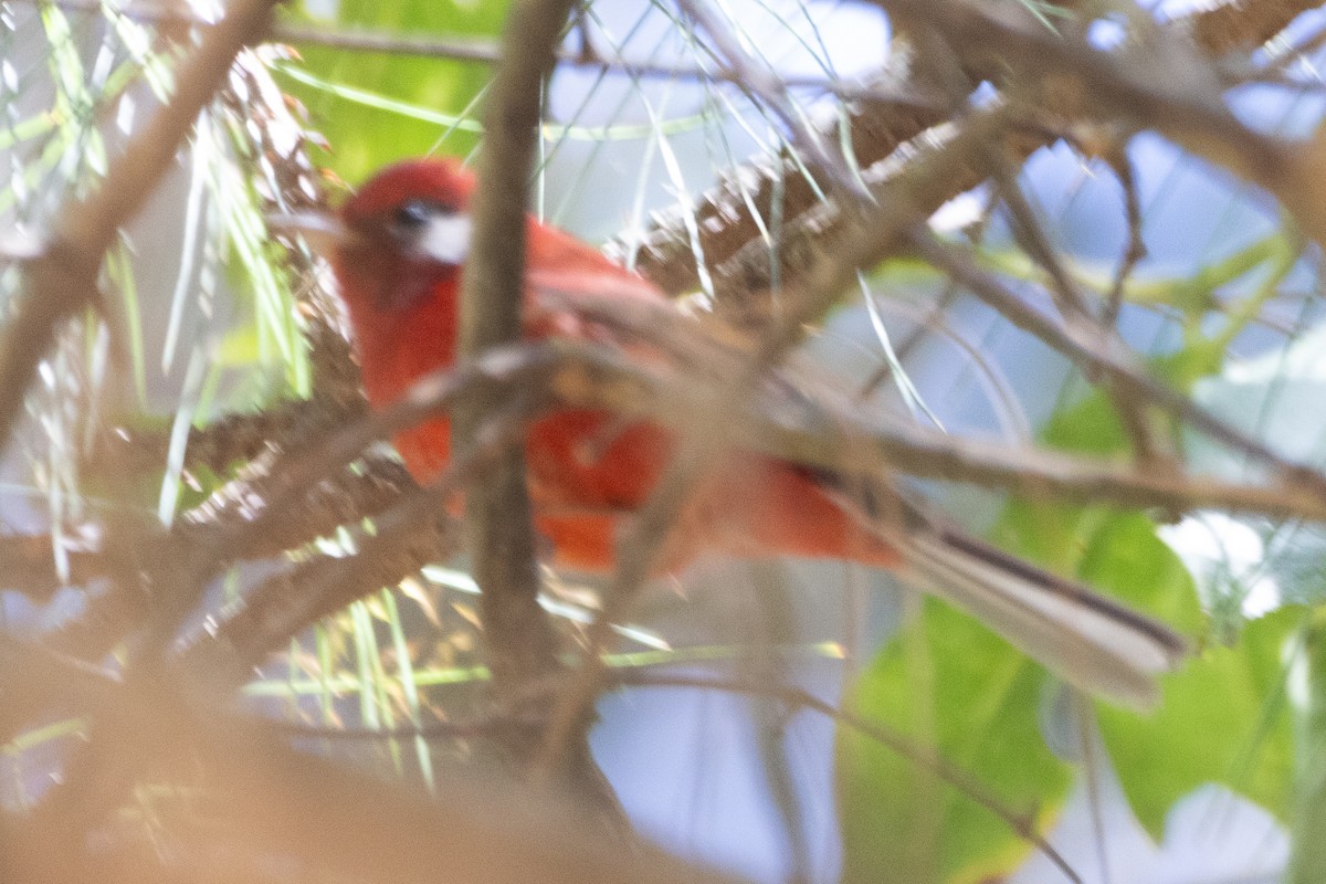 Red Warbler (White-cheeked) - ML615941317