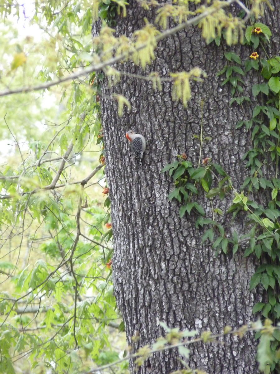 Red-bellied Woodpecker - ML615941371