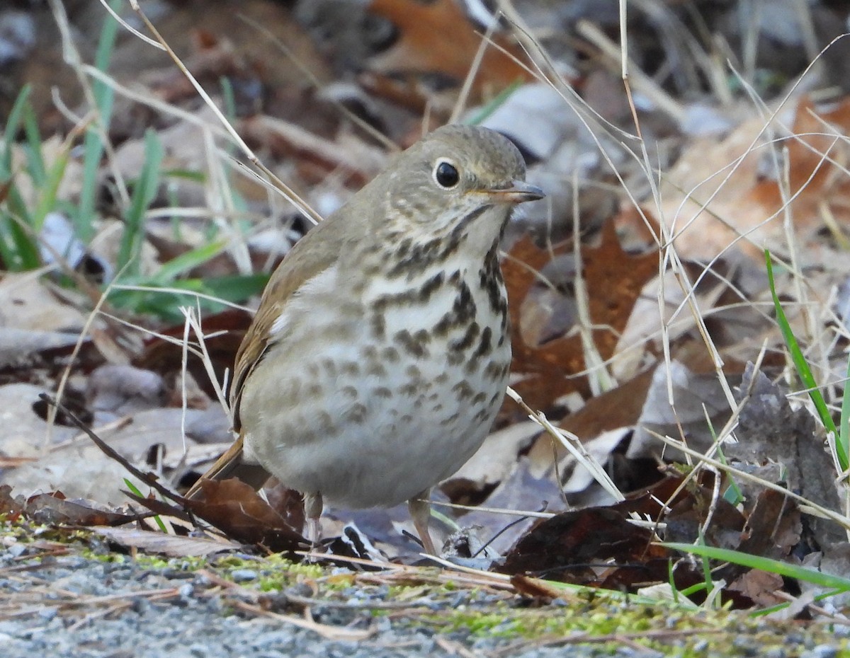 Hermit Thrush - ML615941400