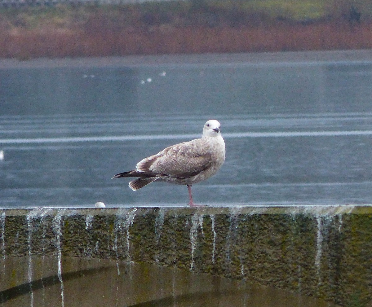 Herring x Glaucous-winged Gull (hybrid) - ML615941420