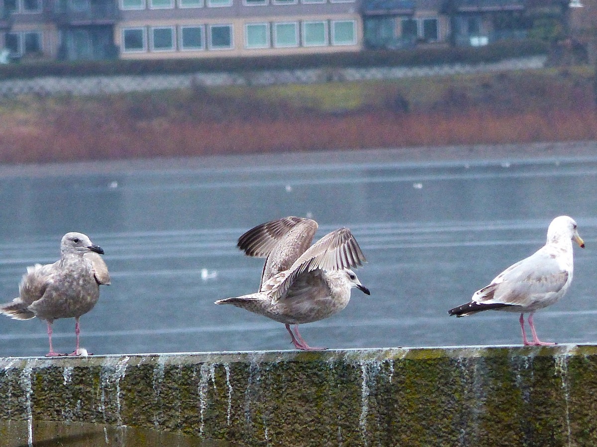 Herring x Glaucous-winged Gull (hybrid) - ML615941422