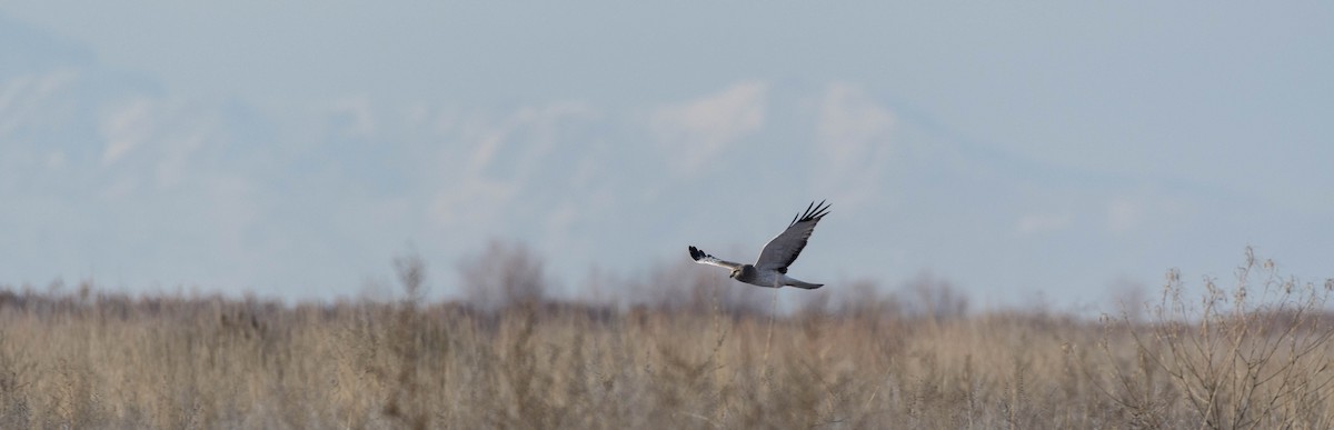 Northern Harrier - ML615941440