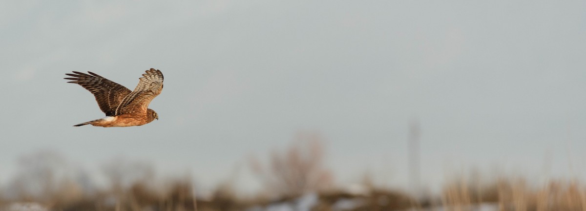 Northern Harrier - ML615941441