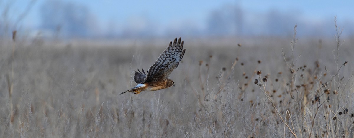 Northern Harrier - ML615941443