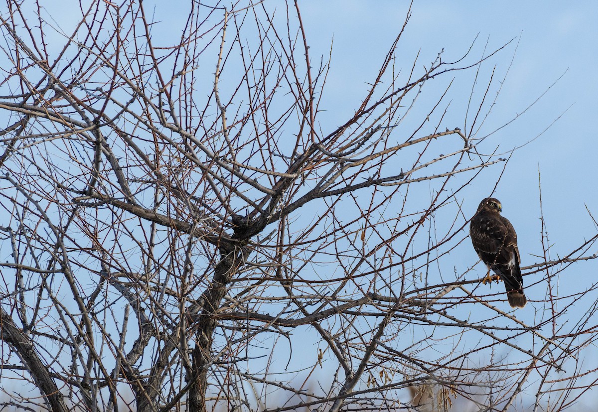 Northern Harrier - ML615941444