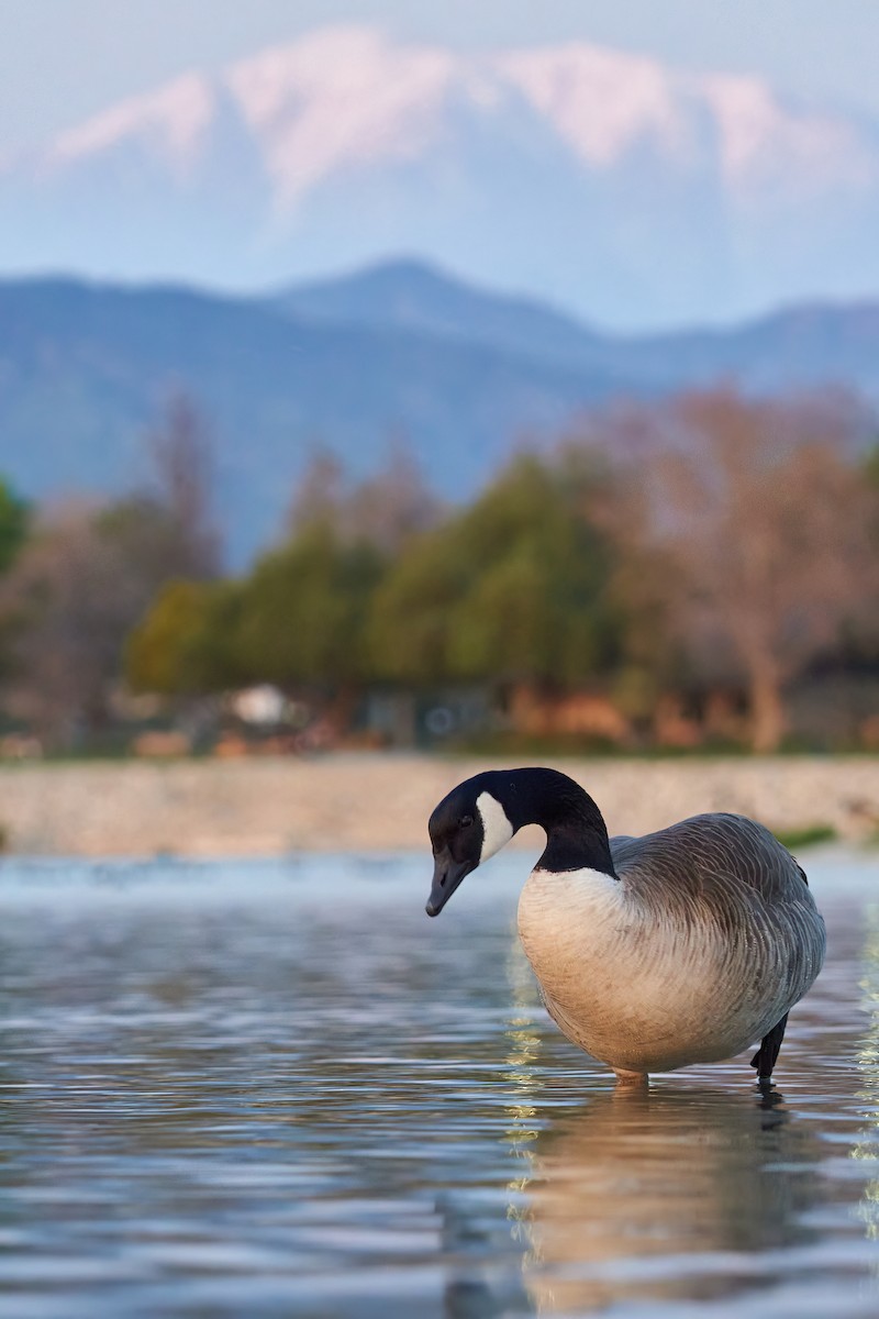 Canada Goose - ML615941450