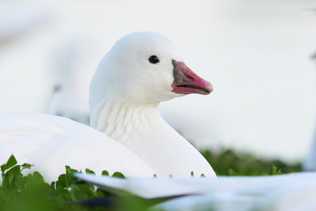 Ross's Goose - ML615941452