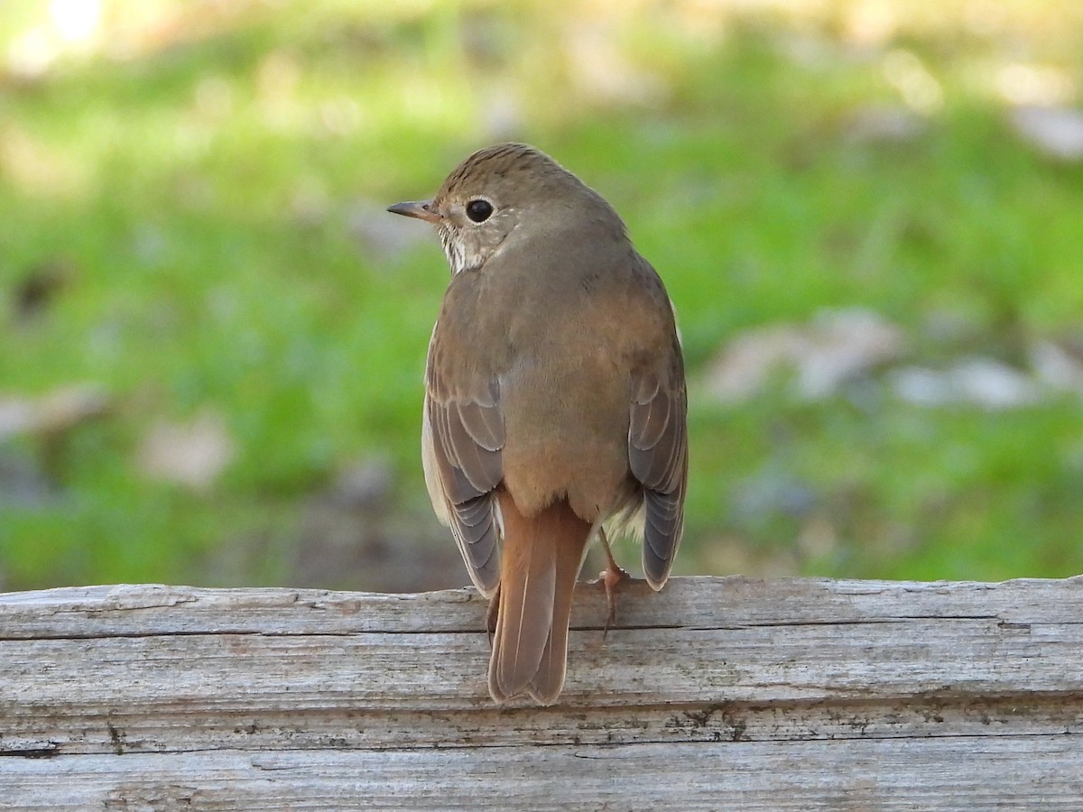 Hermit Thrush - ML615941453