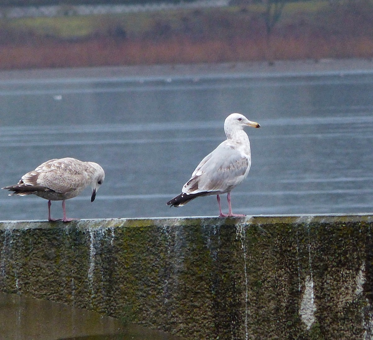 Herring Gull (American) - Karthik Murali