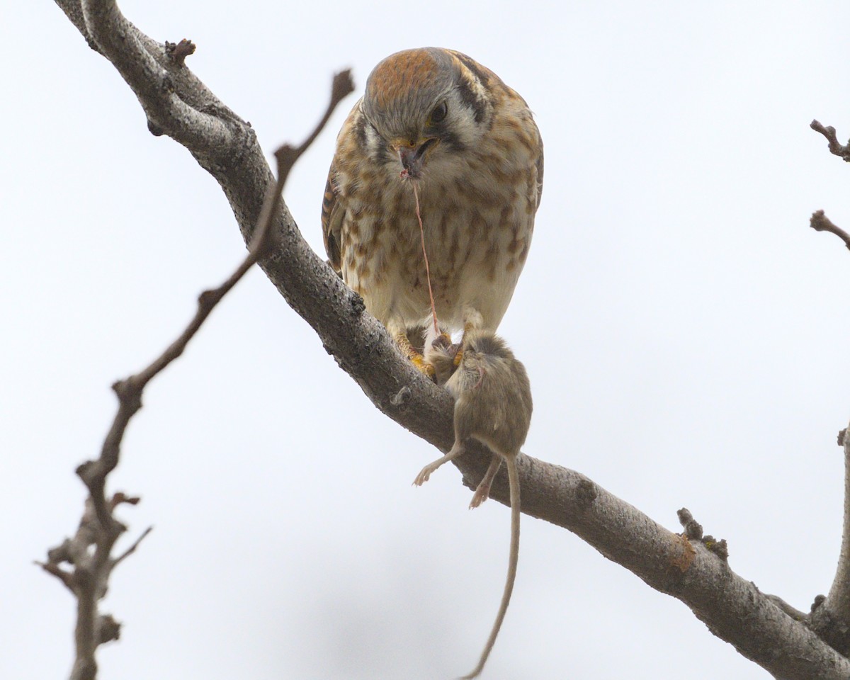 American Kestrel - Bartholomew Birdee