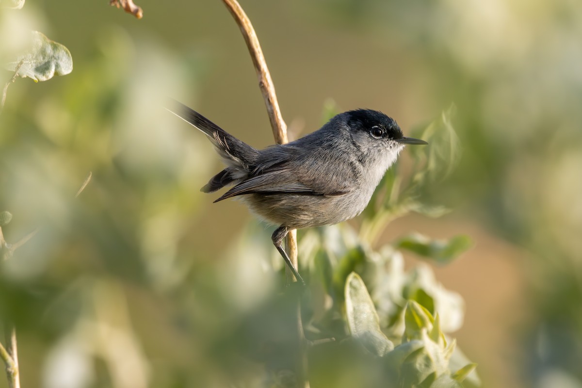 California Gnatcatcher - Russell Campbell