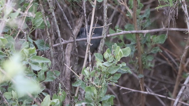 California Gnatcatcher - ML615941578