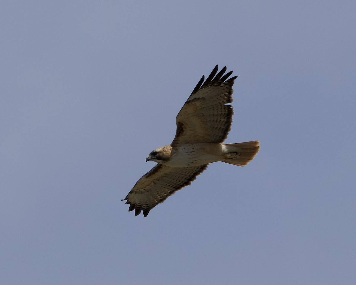 Red-tailed Hawk - Colby Baker