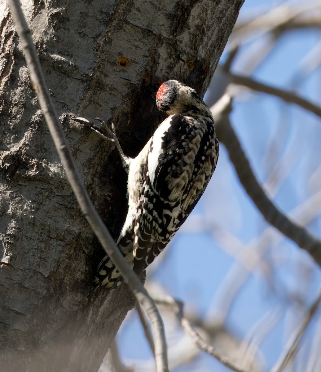 Yellow-bellied/Red-naped Sapsucker - Katie Ng